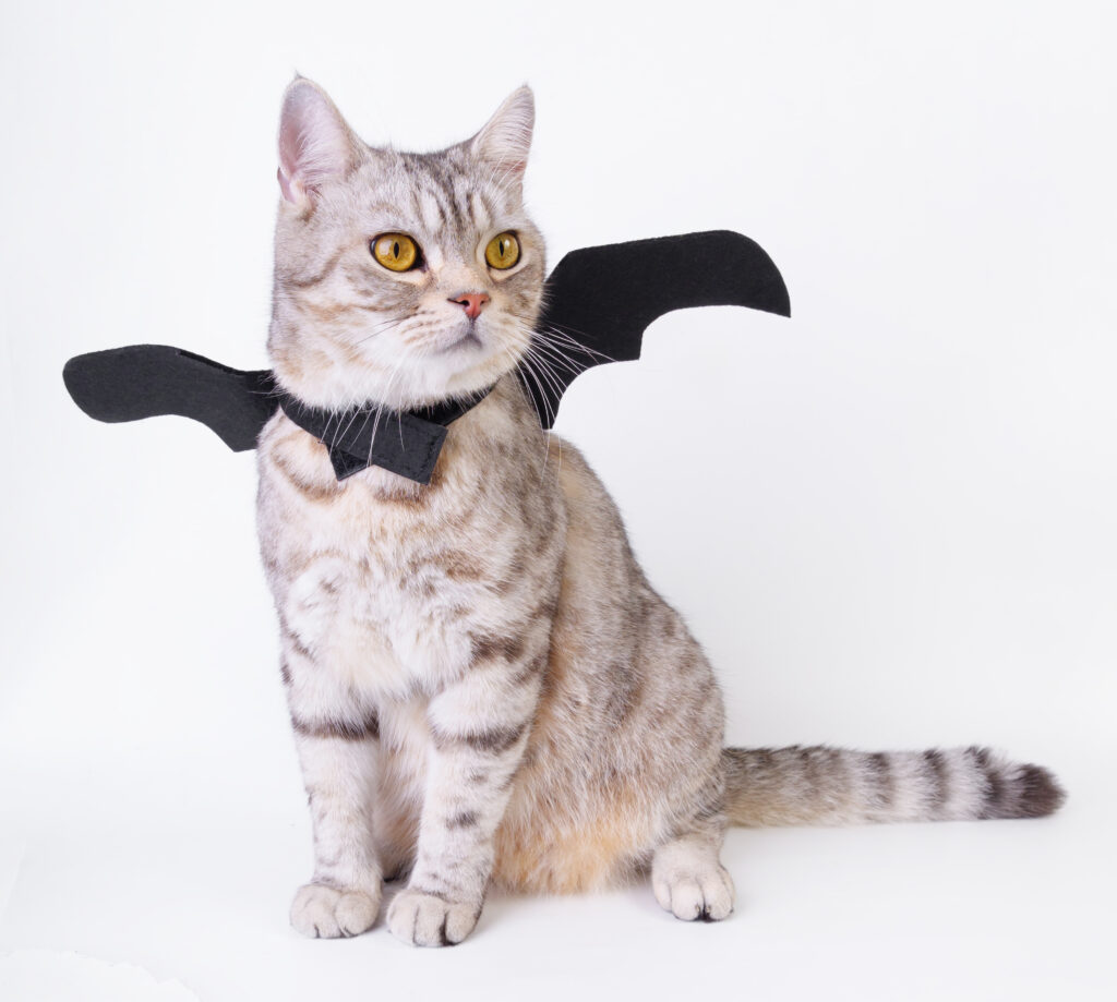 Silver tabby with batwing costume