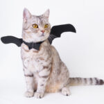 Silver tabby with batwing costume