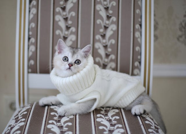 Picture of a white & grey cat in a white turtleneck sweater on a floral chair.