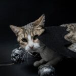 Brown tabby in bat wing costume with two toy skulls