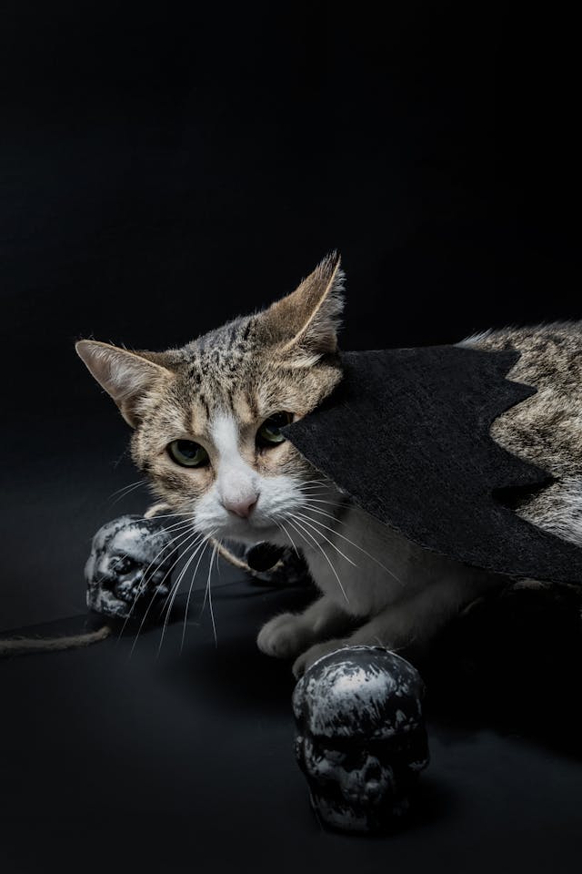 Brown tabby in bat wing costume with two toy skulls