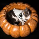 Grey & white cat in a sports polo lying in a pumpkin bowl