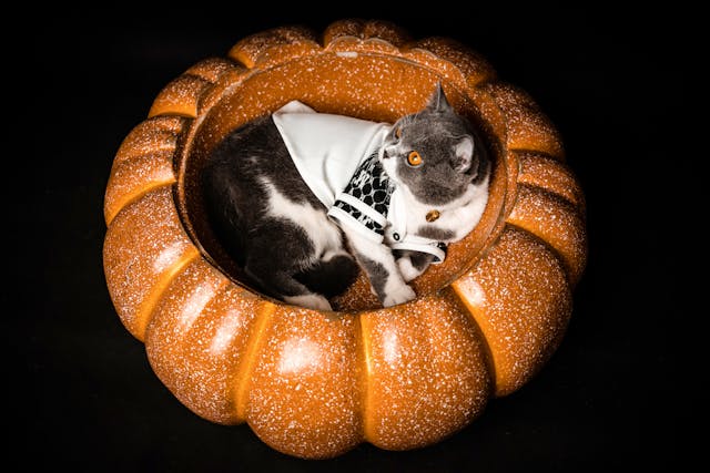 Grey & white cat in a sports polo lying in a pumpkin bowl