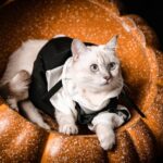 Picture of a white cat in a costume sitting in a pumpkin bowl Photo by Pet foto: https://www.pexels.com/photo/cat-lying-down-in-basket-17833663/