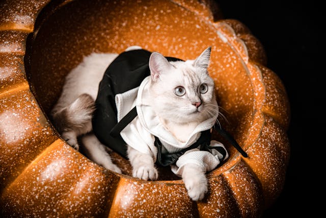 Picture of a white cat in a costume sitting in a pumpkin bowl Photo by Pet foto: https://www.pexels.com/photo/cat-lying-down-in-basket-17833663/