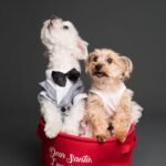 Photo by Goochie Poochie Grooming: https://www.pexels.com/photo/dogs-in-case-3361746/