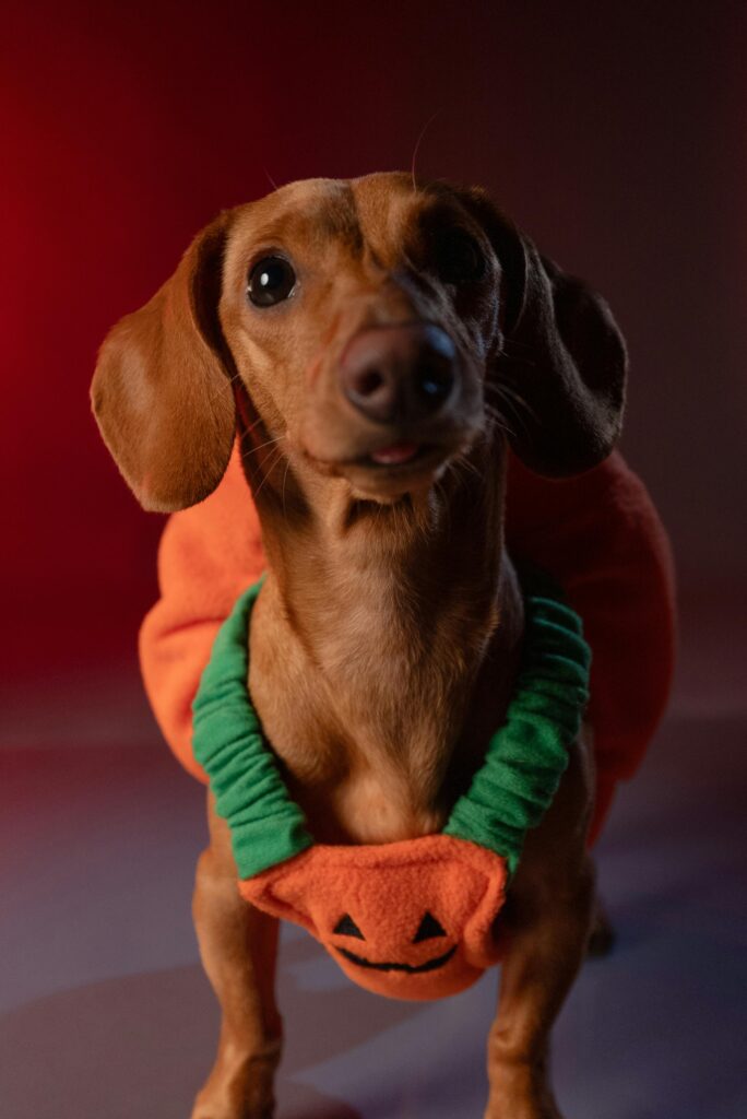 Photo by Ivan Garfias: https://www.pexels.com/photo/dachshund-in-halloween-pumpkin-costume-29227305/