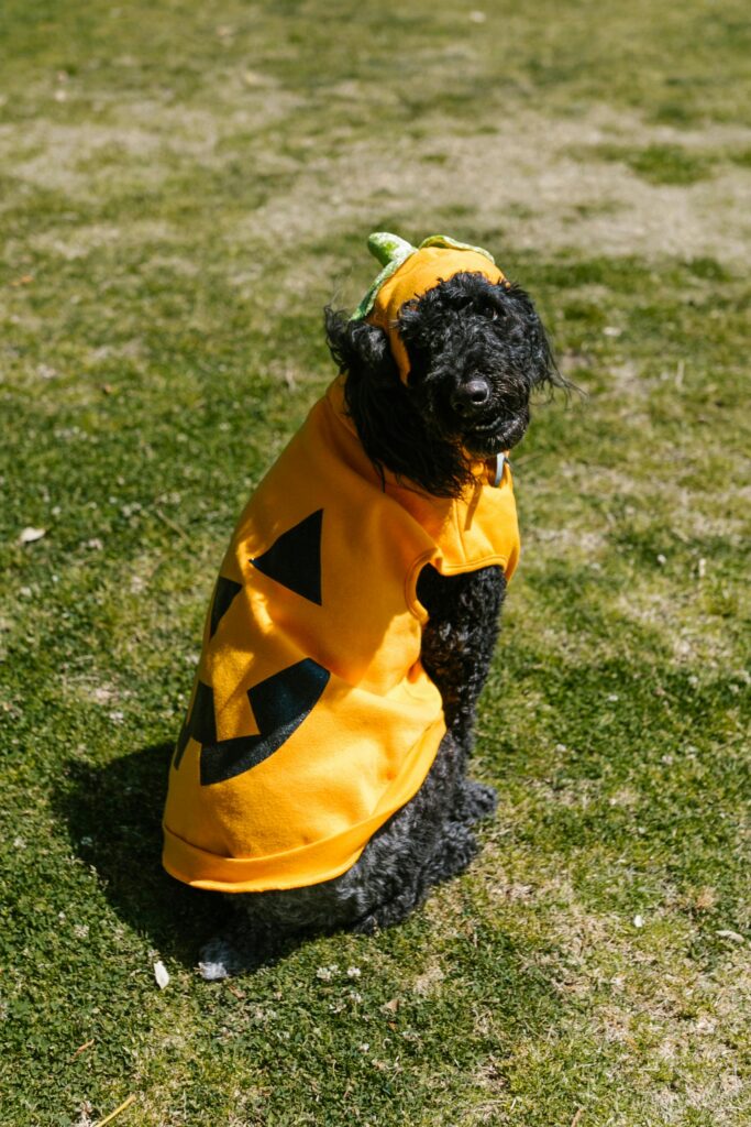 Photo by RDNE Stock project: https://www.pexels.com/photo/dog-in-halloween-costume-sitting-on-grass-7516306/
