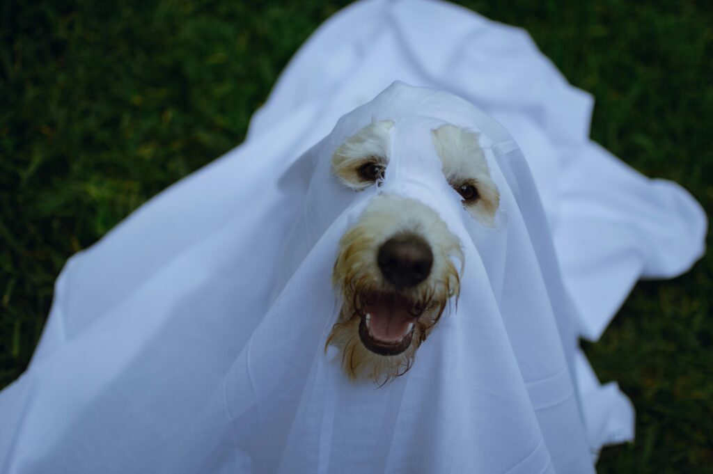 Photo by Susan Flores: https://www.pexels.com/photo/funny-dog-in-white-ghost-costume-13128727/