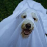 Photo by Susan Flores: https://www.pexels.com/photo/funny-dog-in-white-ghost-costume-13128727/