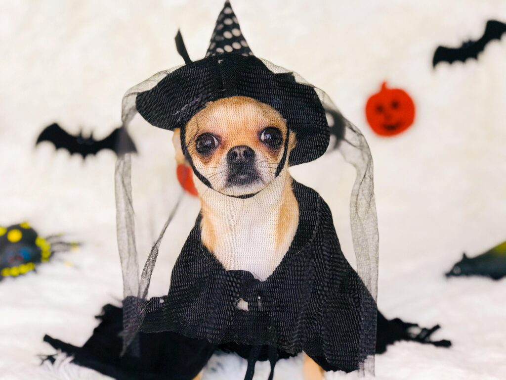 Photo by Veronica: https://www.pexels.com/photo/cute-chihuahua-in-halloween-costume-on-plaid-4228190/