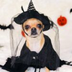 Photo by Veronica: https://www.pexels.com/photo/cute-chihuahua-in-halloween-costume-on-plaid-4228190/